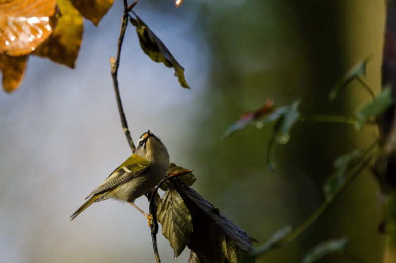 Roitelet triple-bandeau